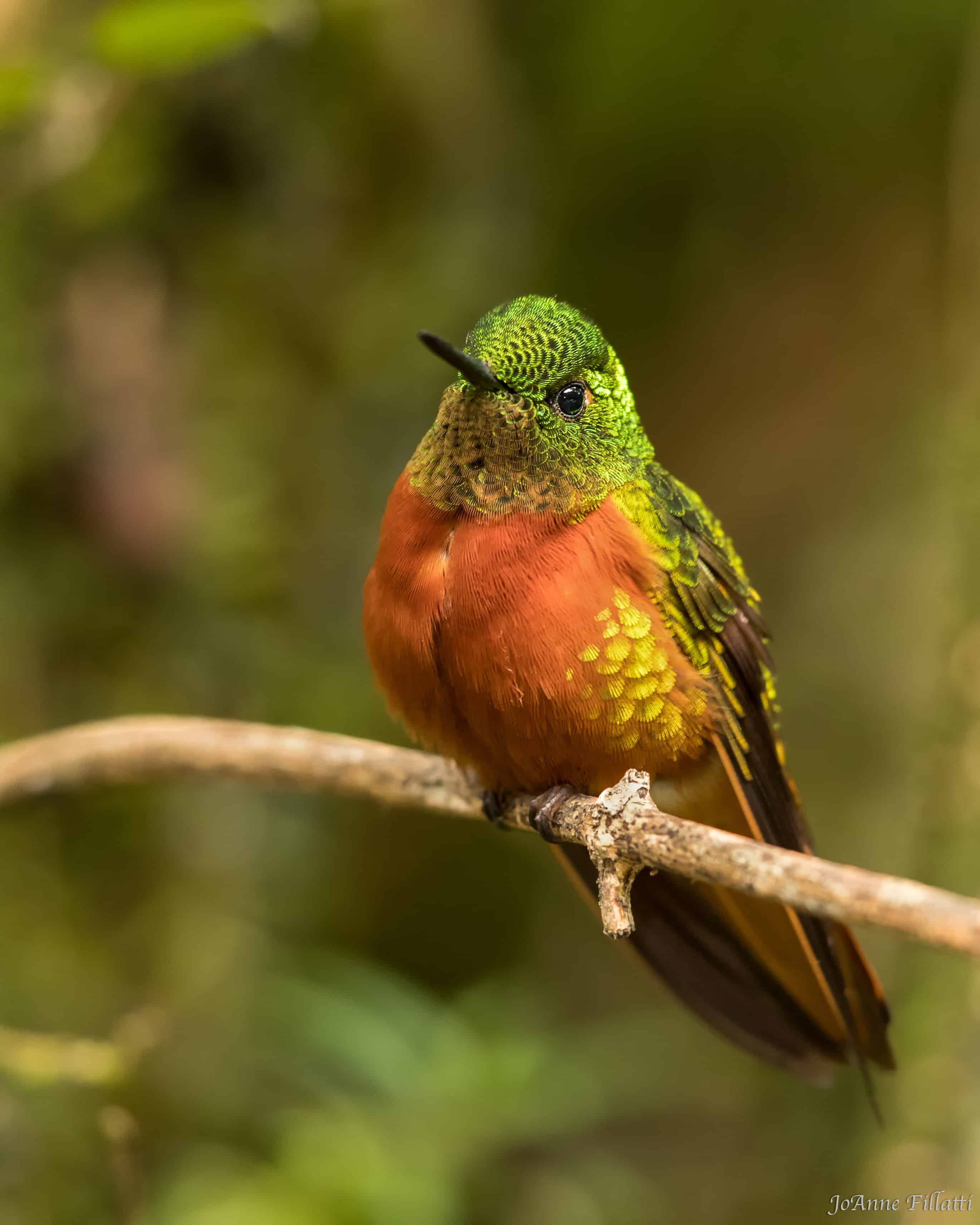 bird of ecuador image 9